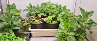 stem lab, plants