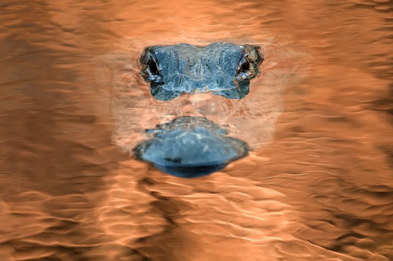 A submerged alligator shows only its eyes and its snout