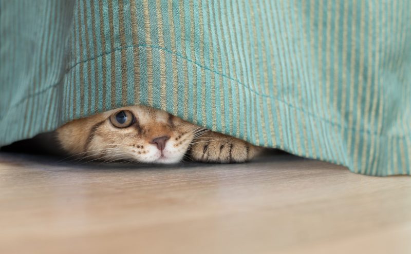 Cat looking out from a curtain. 