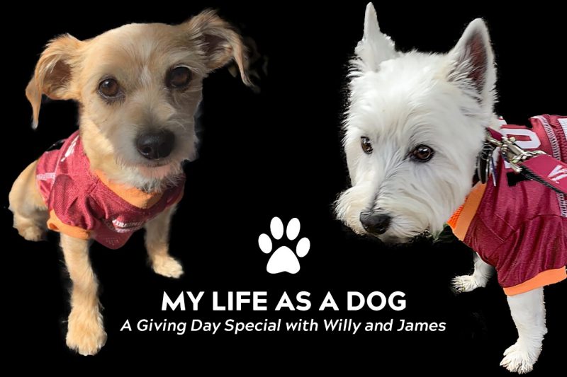 Cover photo of the "My Life as a Dog" video