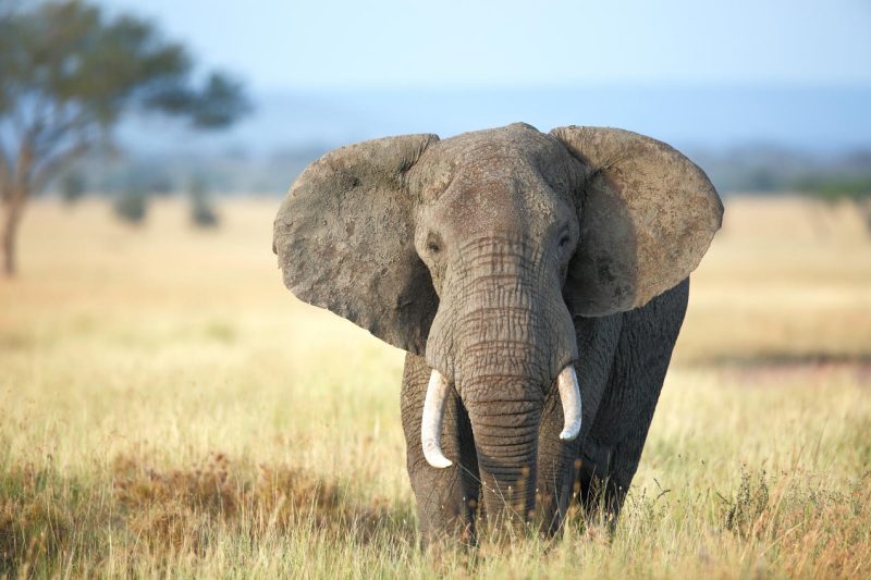 an african elephant in the bush