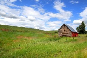 an old wooden farm building is in the distance of a green field studded with red flowers. the blue sky has some clouds building in the background