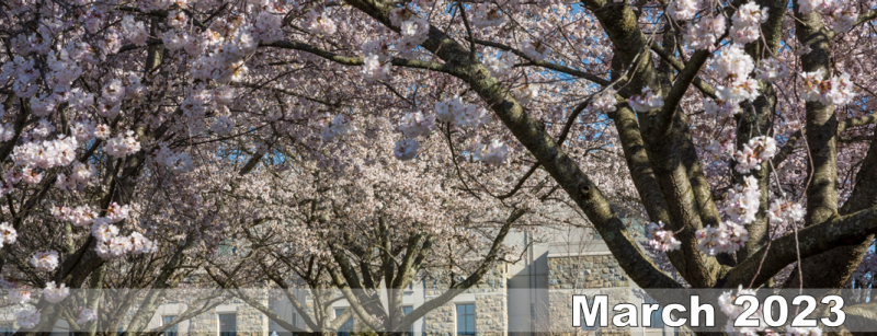 crabapple trees in bloom on campus. A campus building featuring hokie stone is seen in the distance