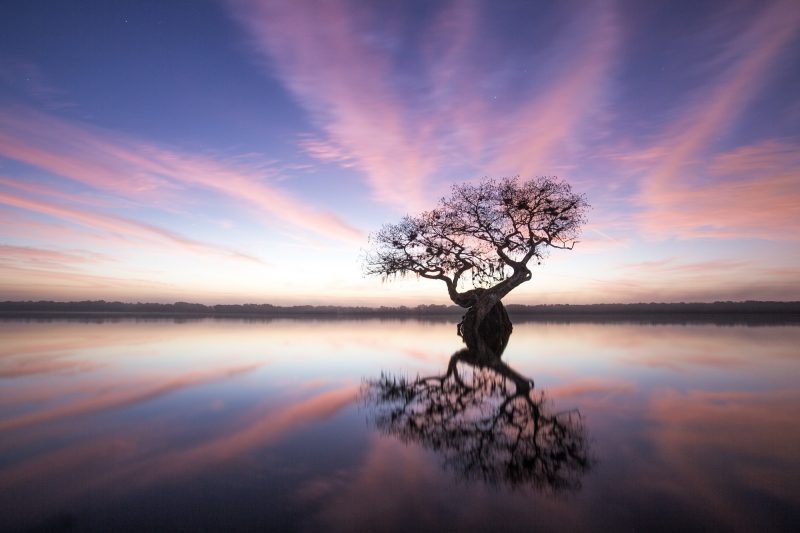 Dawn illuminates an old-growth cypress tree on Cypress Lake in Lake County, Florida.