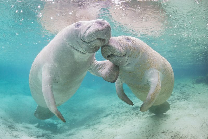 Two west Indian manatee take a moment to play in Three Sisters Spring, Crystal River, Florida.
