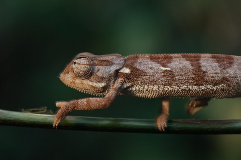 A symbol of biodiversity and speciation, chameleons inhabit the dense forests and foothills of northern Mozambique.