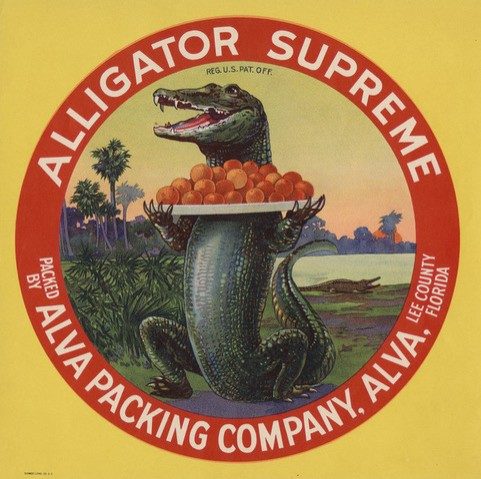 A cartoon alligator smiles and stands on its bag legs while holding a plate full of oranges as part of an advertisement in the 1930s for a packing company in Florida.