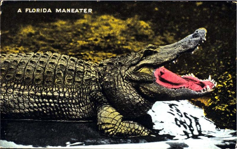 An old postcard of an alligator on a swampy shoreline with teeth showing.