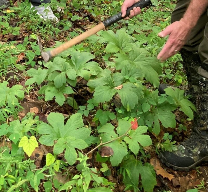 Photo of Goldenseal root being harvested