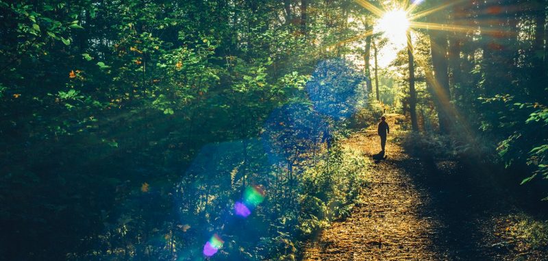 A boy walks through the woods in Appalachia